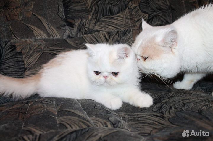 Котята и подростки