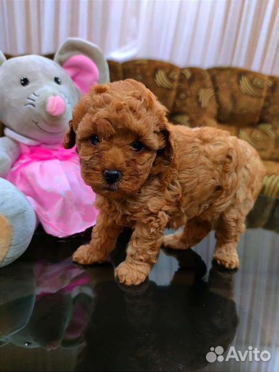 Той-пудель девчонки