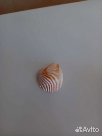 Ракушки морские
