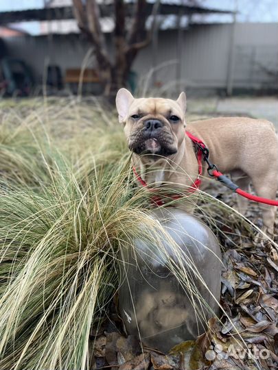 Французский бульдог вязка