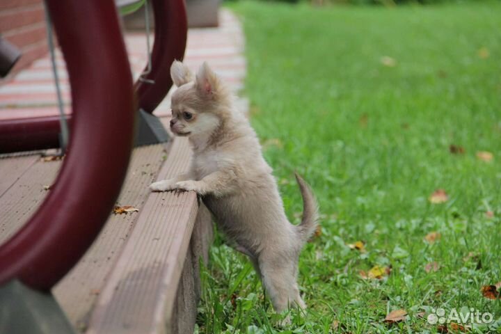 Мини мальчик чихуахуа