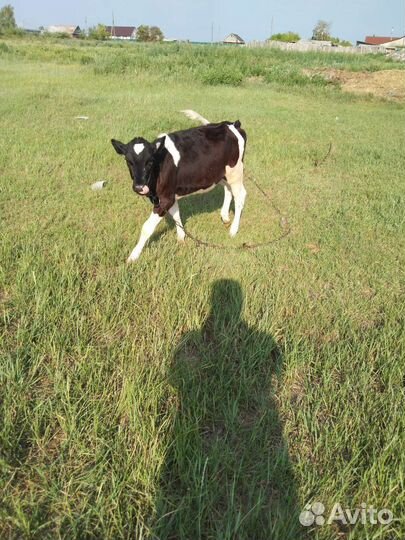 Телочка 4 месяца