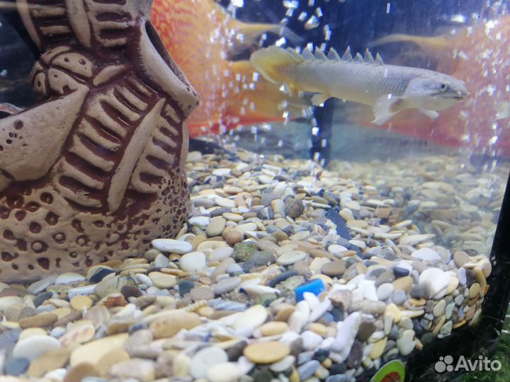 Полиптерус синегальский