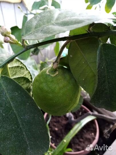 Лимонное дерево с плодами