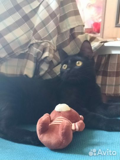 Котёнок девочка чёрненькая Игруля мелкая по разме