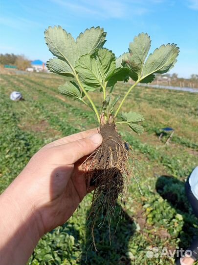 Рассада клубники сорт Азия, Флоренс,Эми