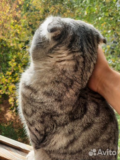 Шотландская вислоухая кошка бесплатно