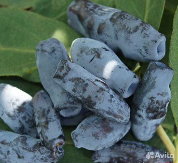 Калина сладкоплодная, Жимолость сортовая