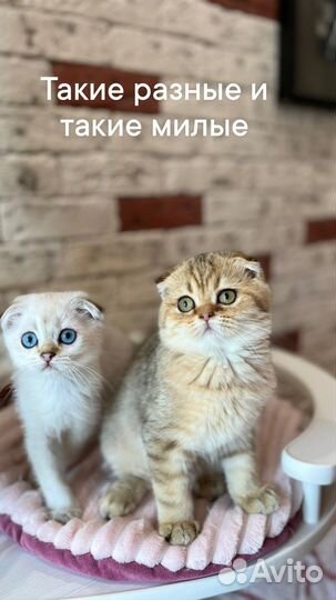 Милые Шотландские котята