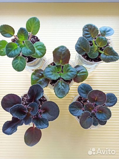 Детки сортовых фиалок