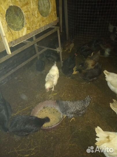 Инкубационное яйцо