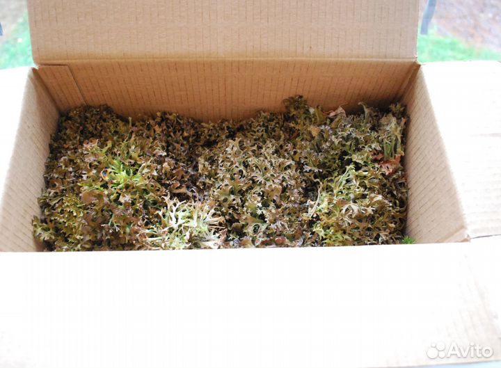 Цетрария - Исландский мох