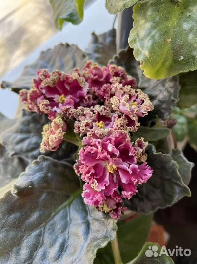 Фиалка (лист )