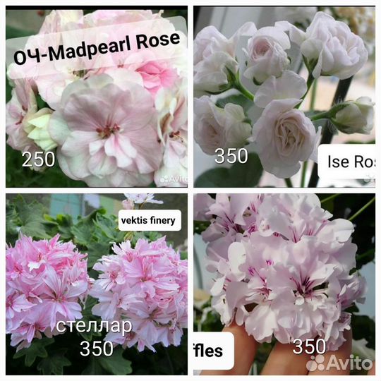 Пеларгонии сортовые