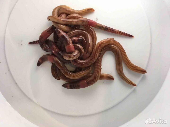 Червь Дендробена