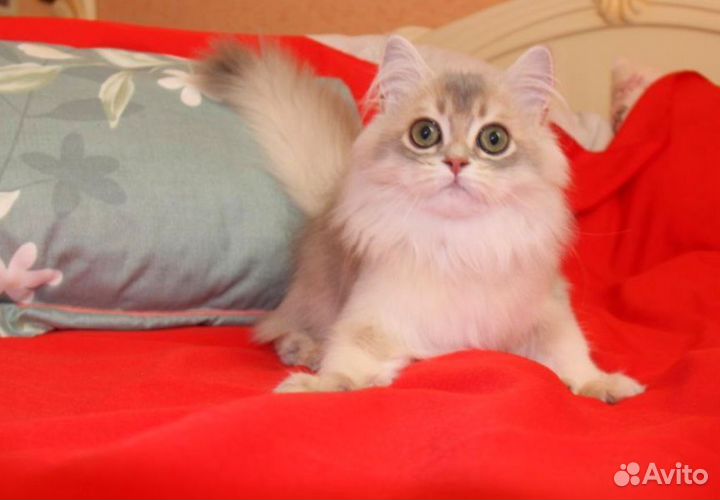 Шотландские котята