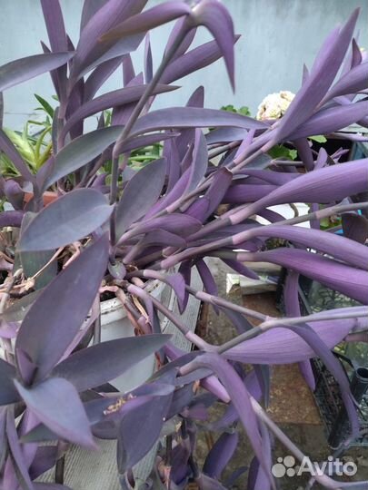 Комнатные цветы бесплатно