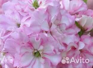 Пеларгонии сортовые