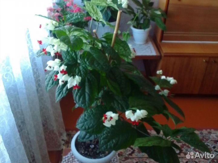 Клеродендрум томсона