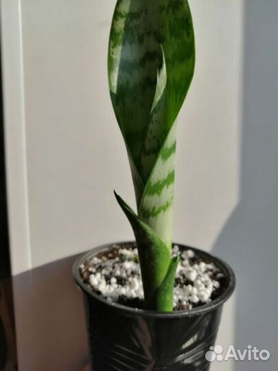 Сансевиера Щучий Хвост