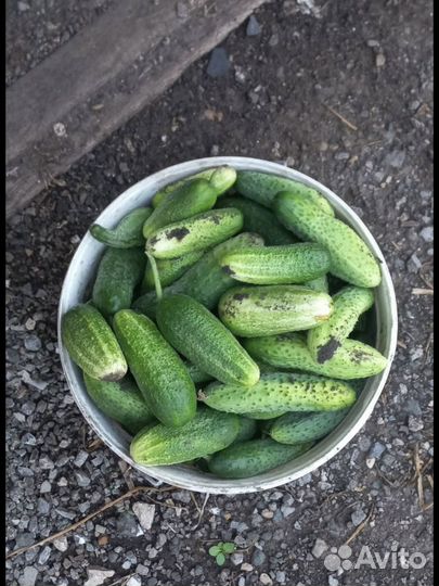 Огурцы свежие домашние