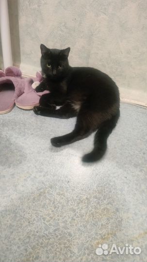 Отдам кота в добрые руки