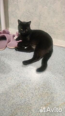 Отдам кота в добрые руки