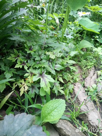 Продаю растения