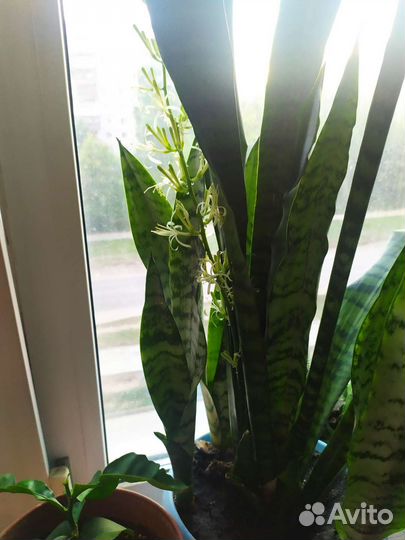 Сансевиерия