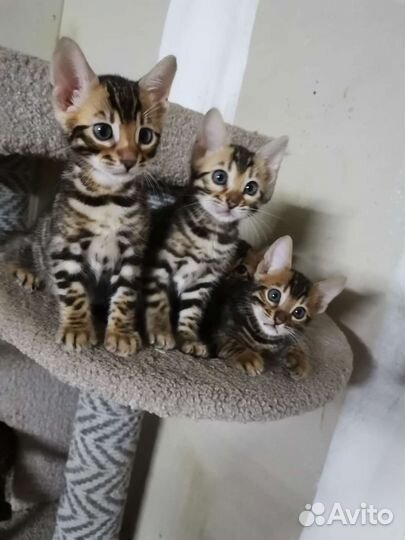 Бенгальские котята