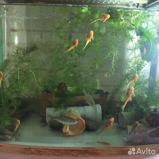 Продаю сомиков анциструс супер Ред