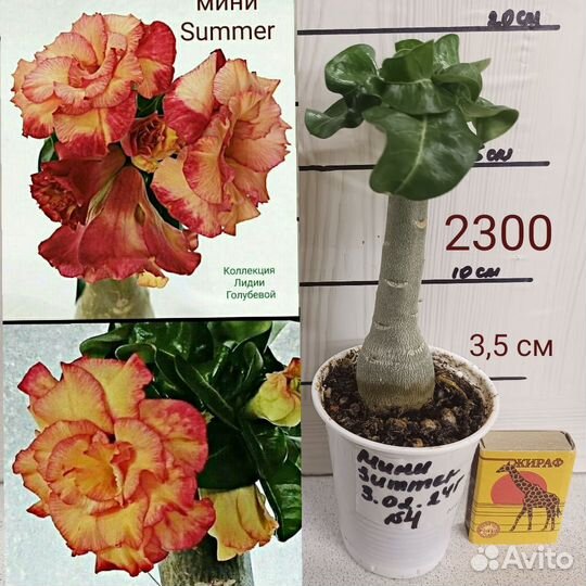 Адениум мини, прививки