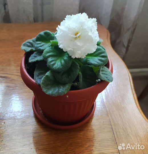 Цветущие фиалки