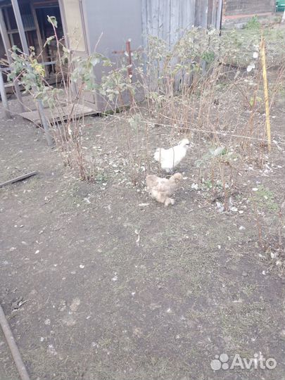 Китайская пуховая курица