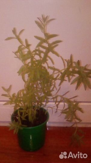 Лаванда фуксия