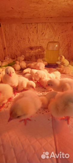 Цыплята бройлеры кобб 500 суточные и подрощенные