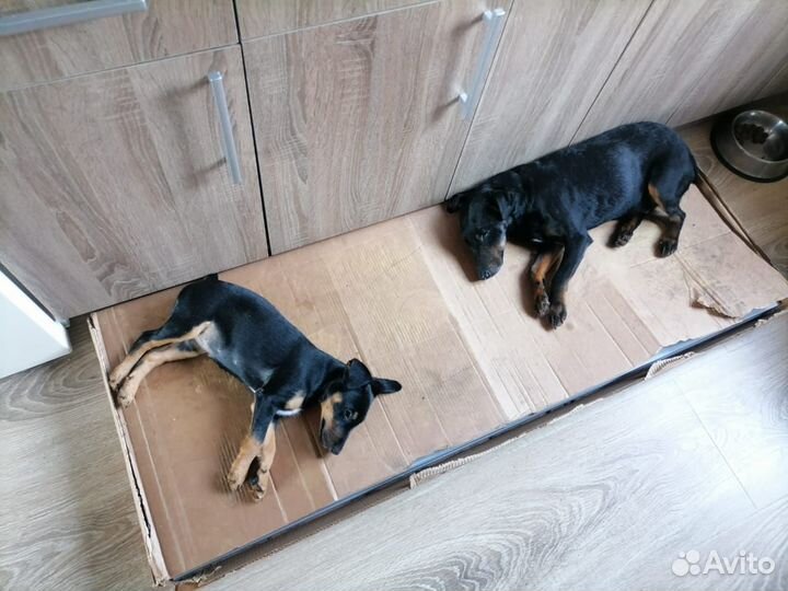 Щенок ягдтерьер охотничий