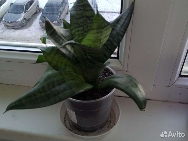 Сансевиерия