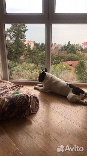 Передержка,уход за животными