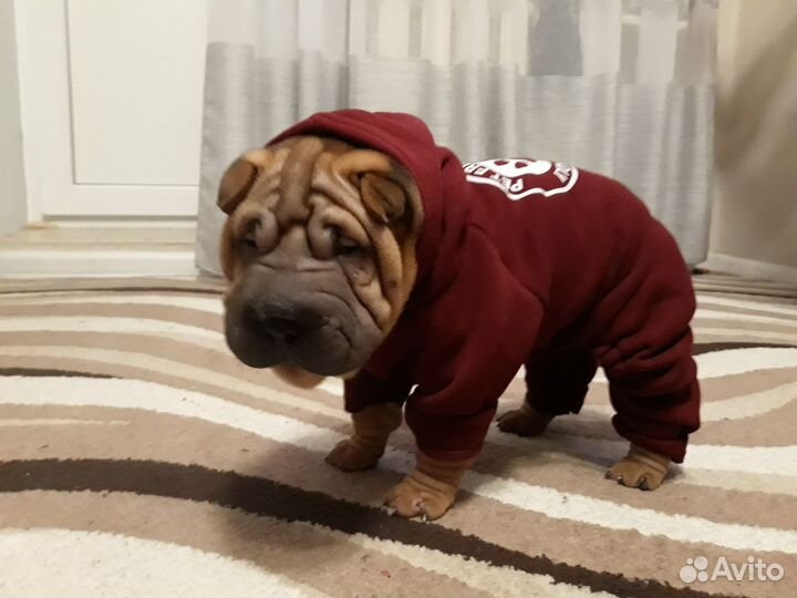 Одежда для маленьких собак