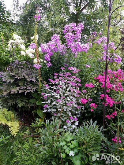 Флокс метельчатый. Пион 