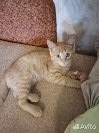 Котик в добрые руки