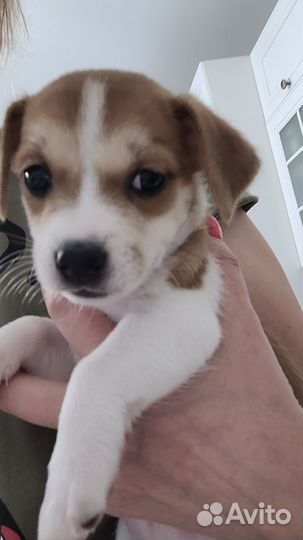 Джек Рассел терьер девочка