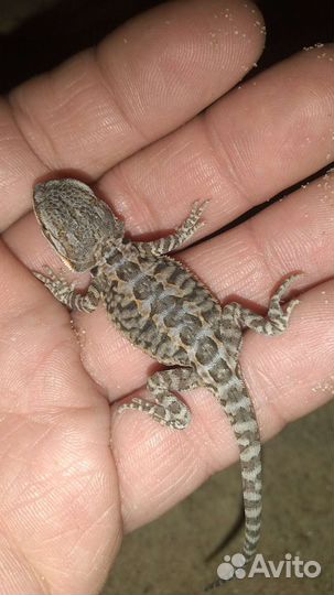 Агама бородатая