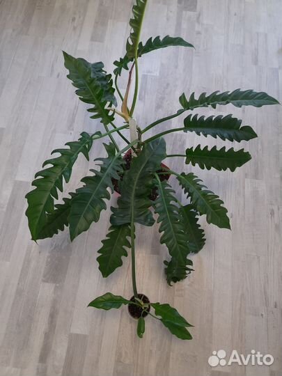 Комнатные растения