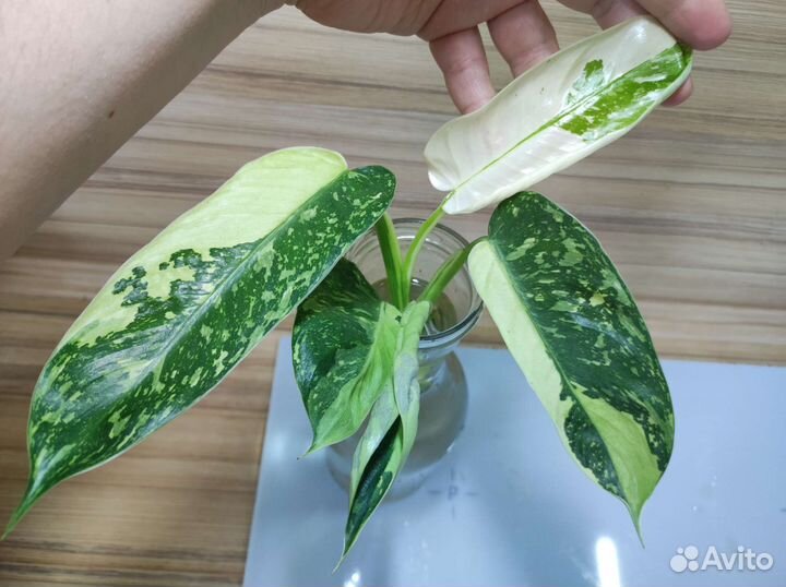 Имбе вайт марбл