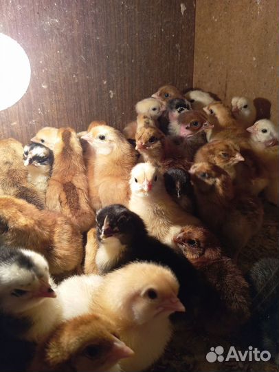 Цыплята