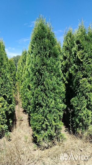 Туя Колумна