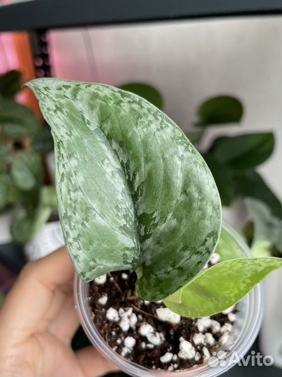 Сциндапсусы редкие