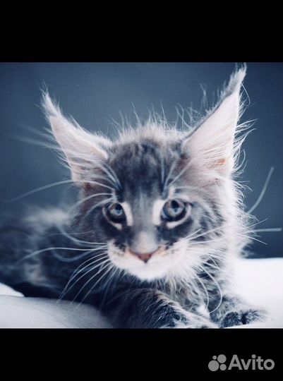 Вязка и котята мейнкуны полидакты и классики